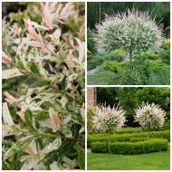 Саджанець Верба Хакуро Нішікі на штамбі в контейнері